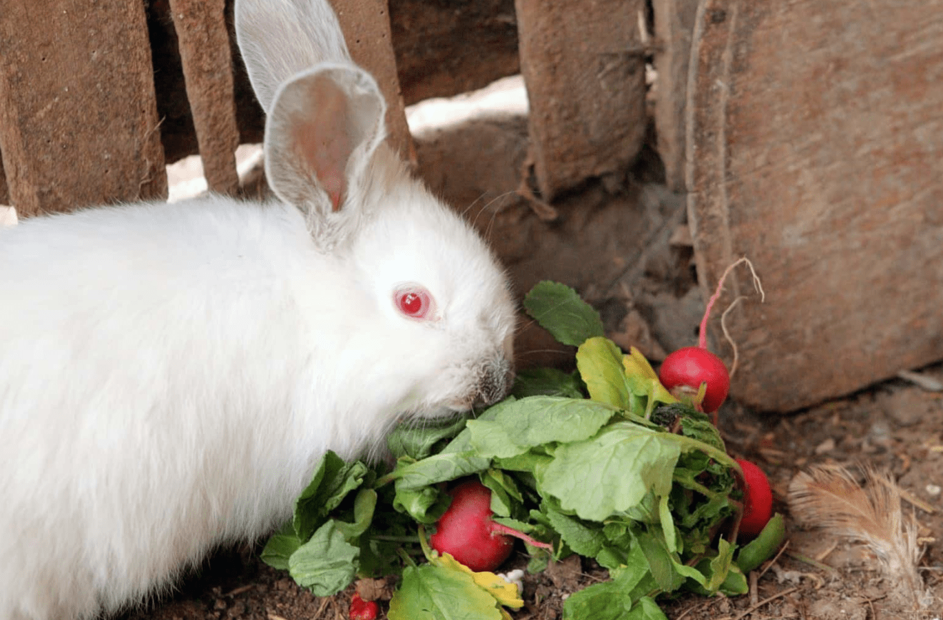 Can Rabbits Eat Radishes? - The Pets Nutrition