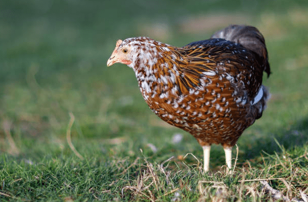 jubilee orpington chicken