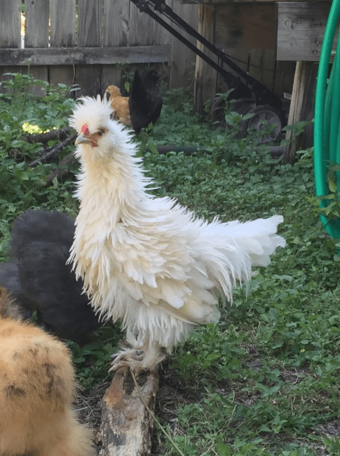 Silkie Frizzle Rooster