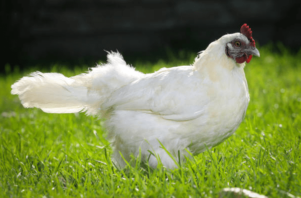 white ameraucana chicken