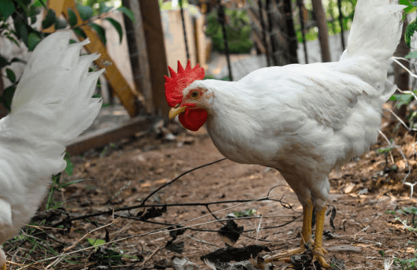 white ameraucana chicken