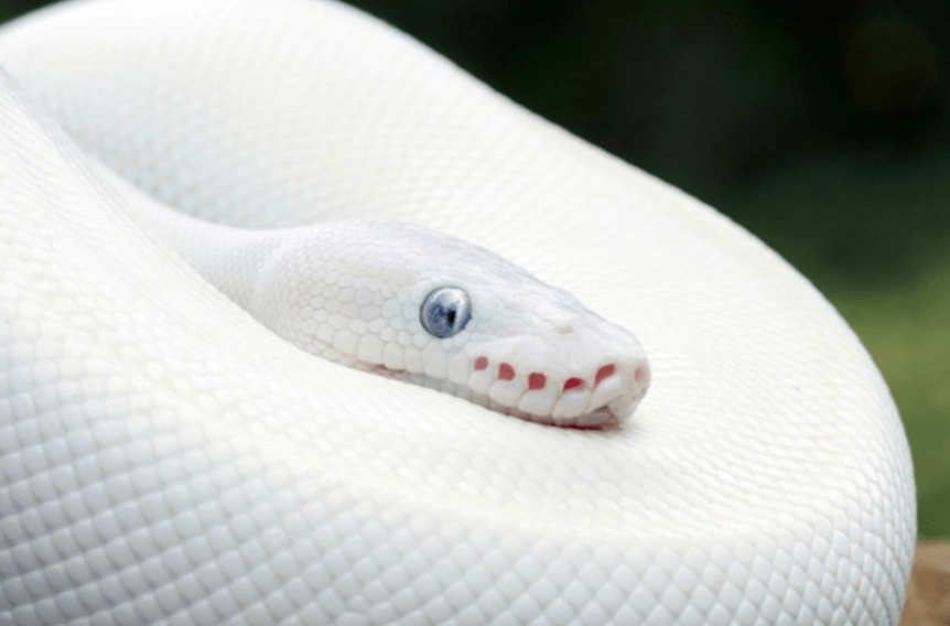 Blue Eyed Leucistic Ball Python