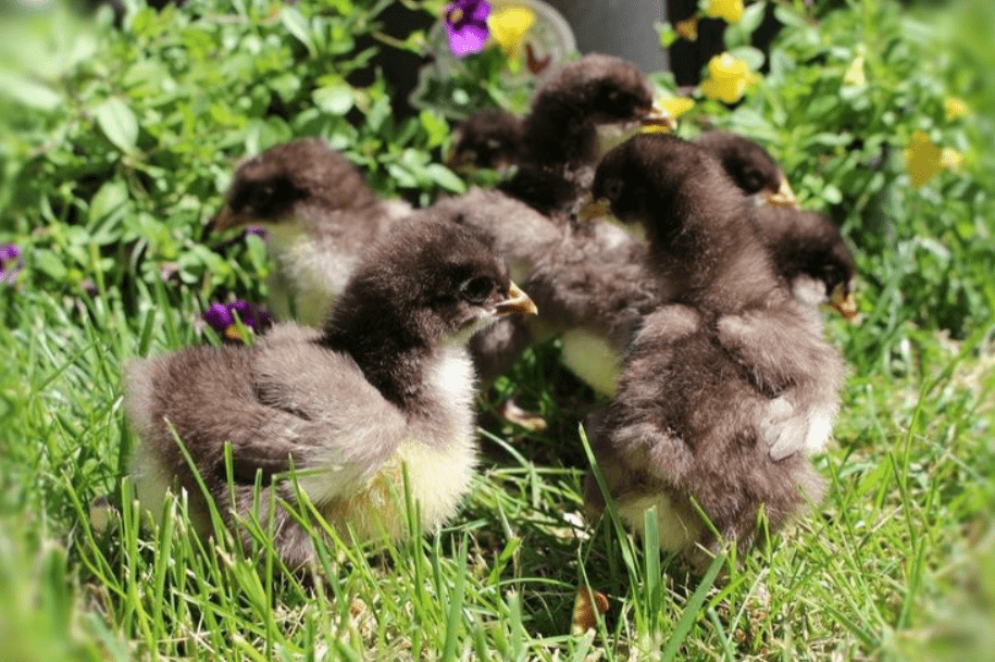 chocolate orpington chicks