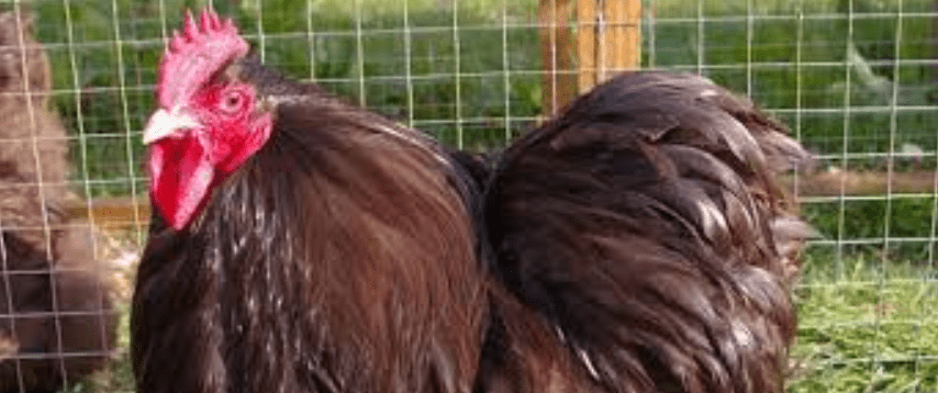 Chocolate Orpington Rooster