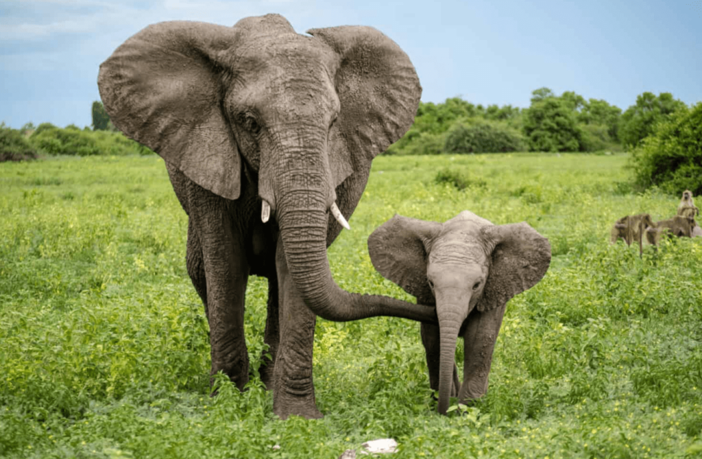 elephant names