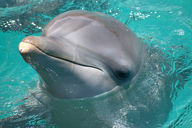 Dolphin Miami Seaquarium