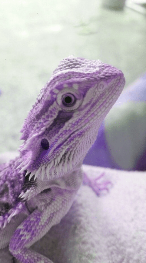 purple bearded dragon