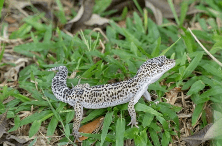 Super Snow Leopard Gecko