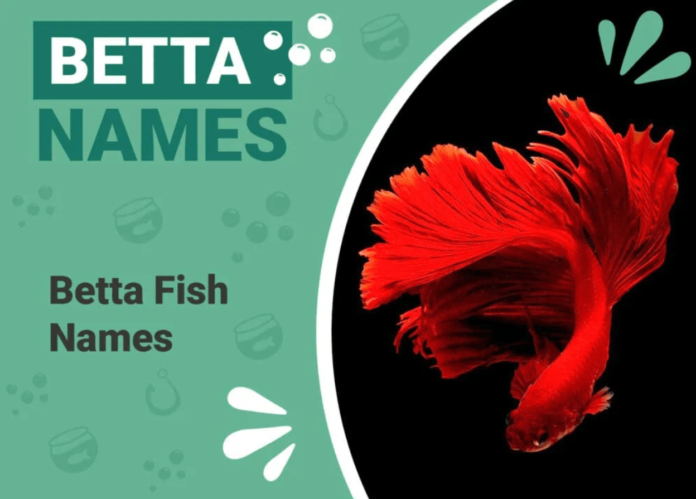 betta fish names