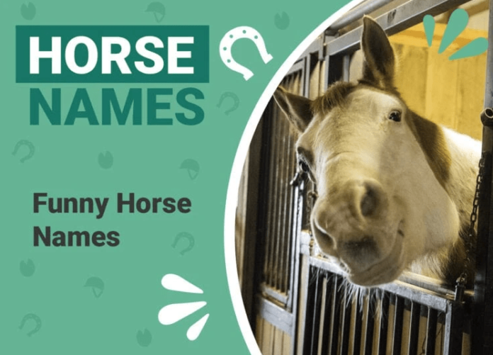 funny names of horses