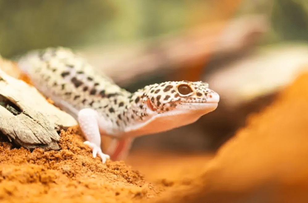 Albino Leopard Gecko