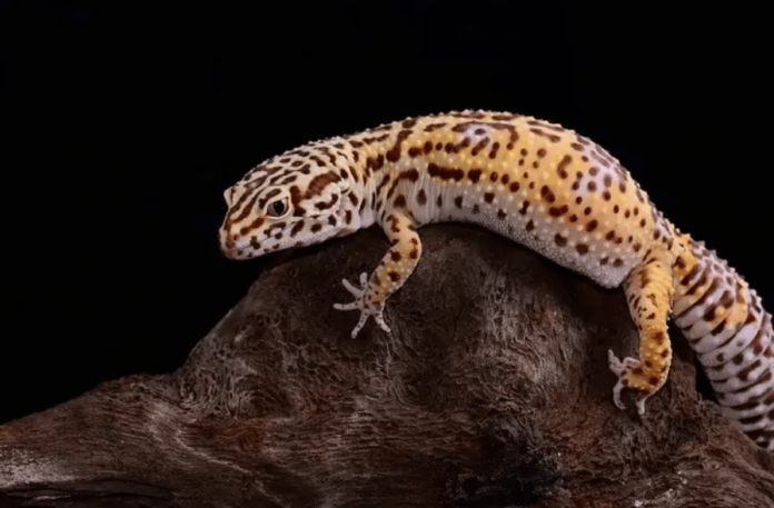 Albino Leopard Gecko