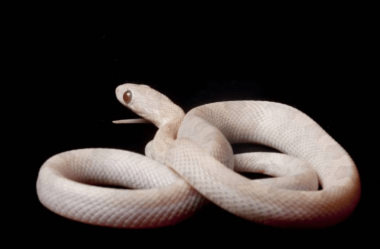 lavender corn snake