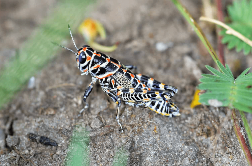 rainbow grasshopper