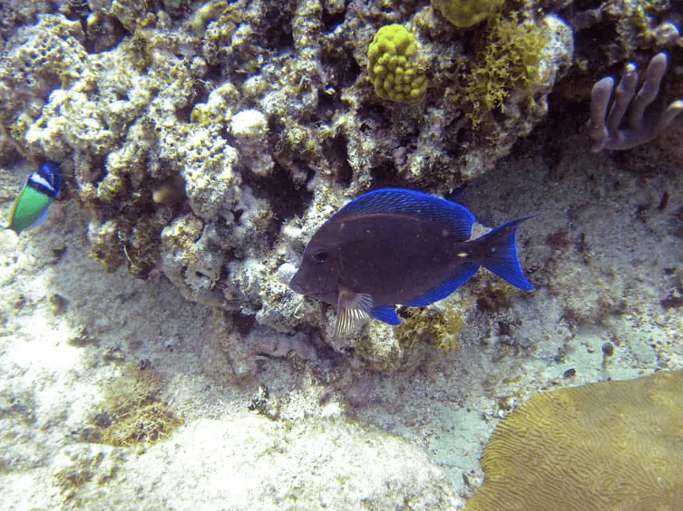 Atlantic Blue Tang