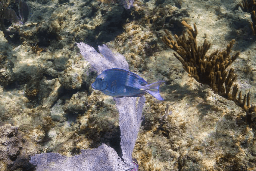 Atlantic Blue Tang