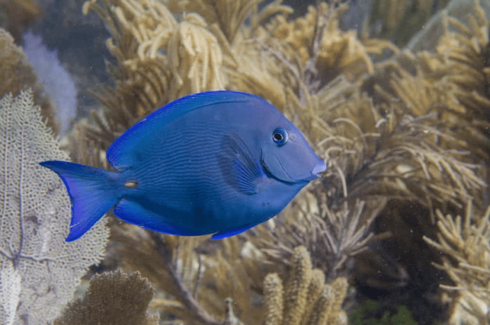 Atlantic Blue Tang