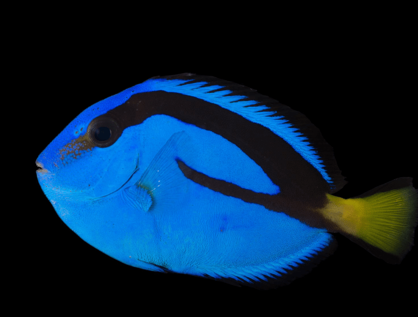 Atlantic Blue Tang