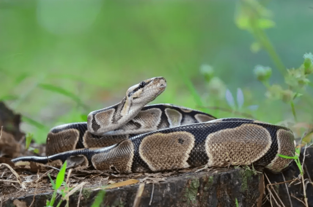 axanthic ball python