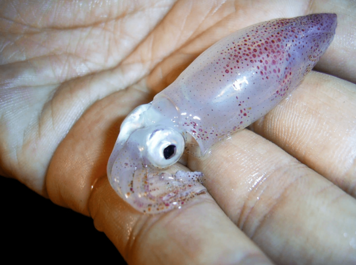 baby squid