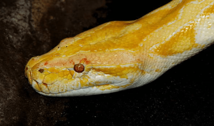 Banana Pied Ball Python