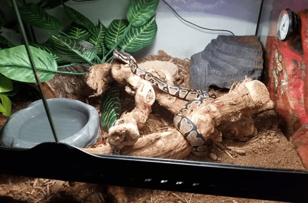 black ball python