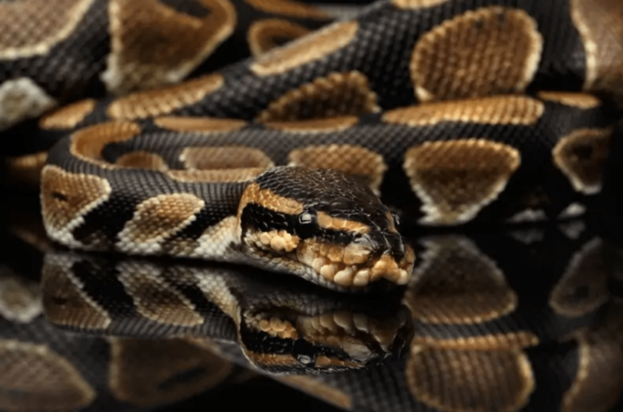 black ball python