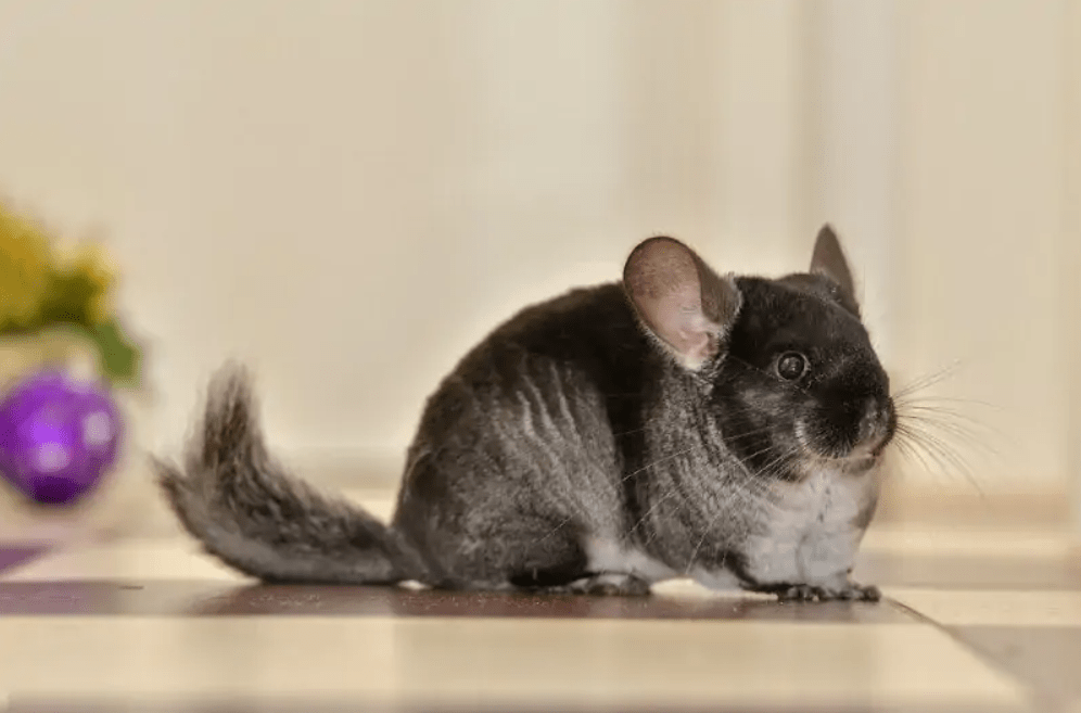 chinchilla colors