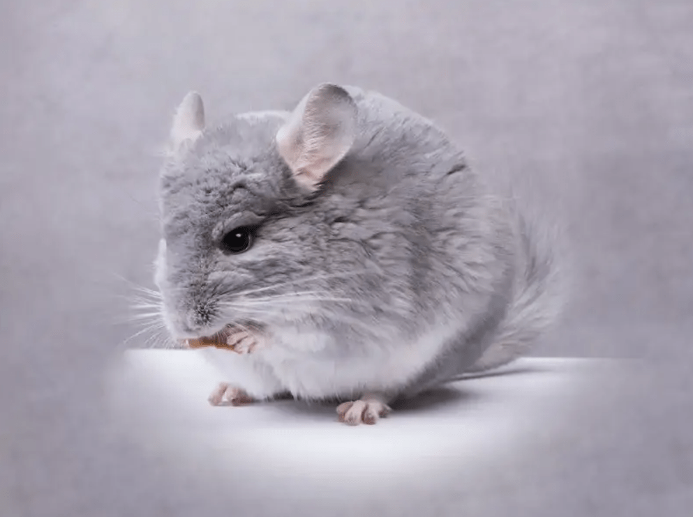 chinchilla colors