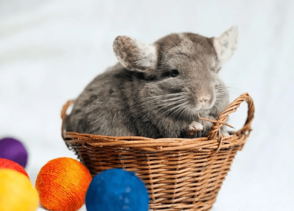 chinchilla colors