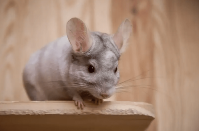 chinchilla colors