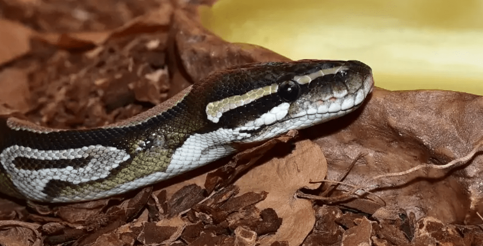 axanthic ball python