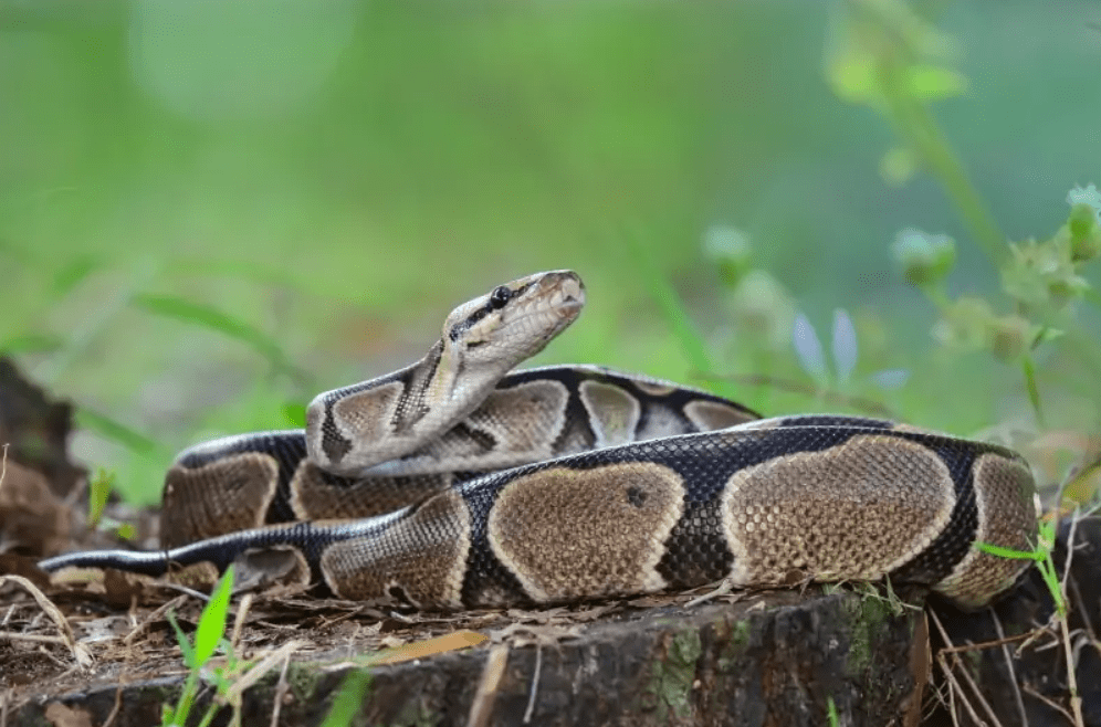 black ball python