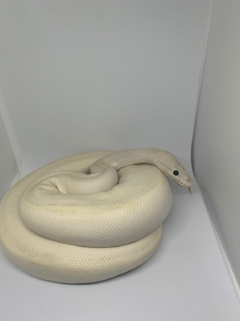 ivory ball python