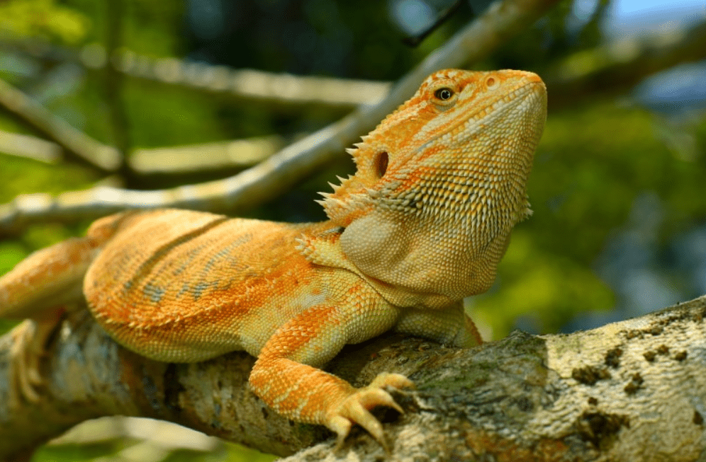 leatherback bearded dragon