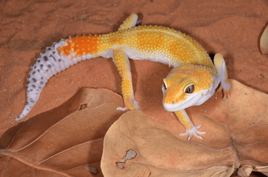 tangerine leopard gecko