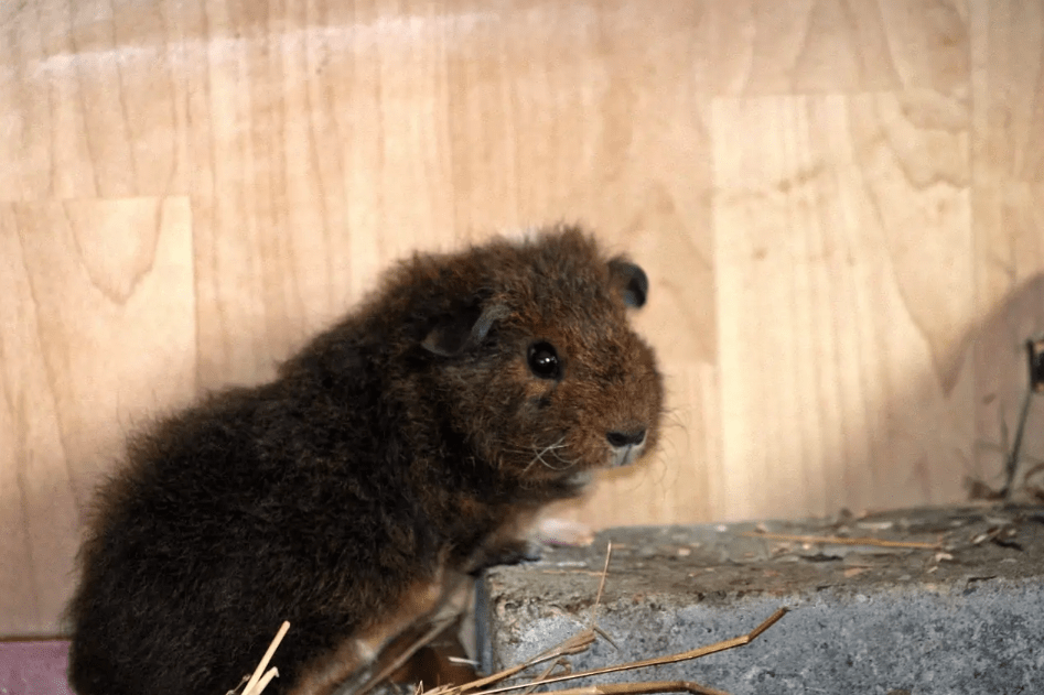 rex guinea pigs