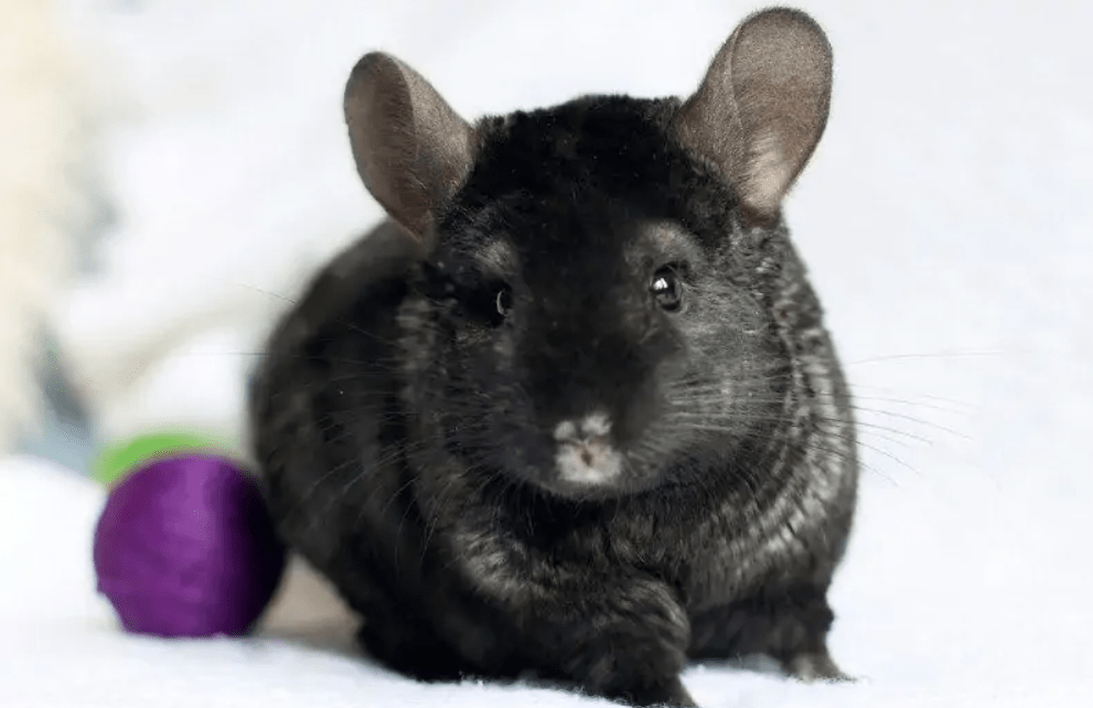 chinchilla colors