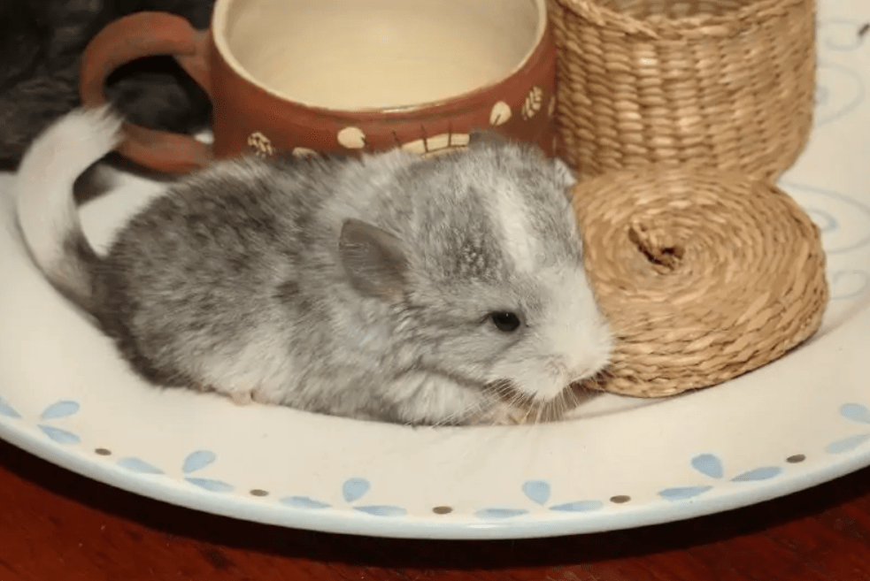 chinchilla colors