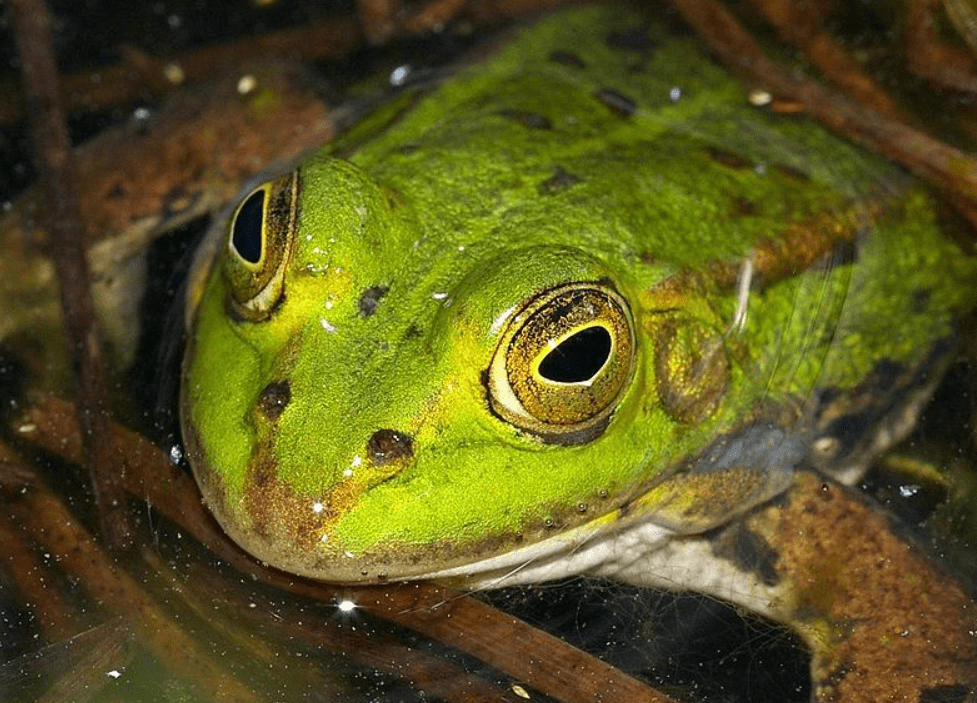 pool frog