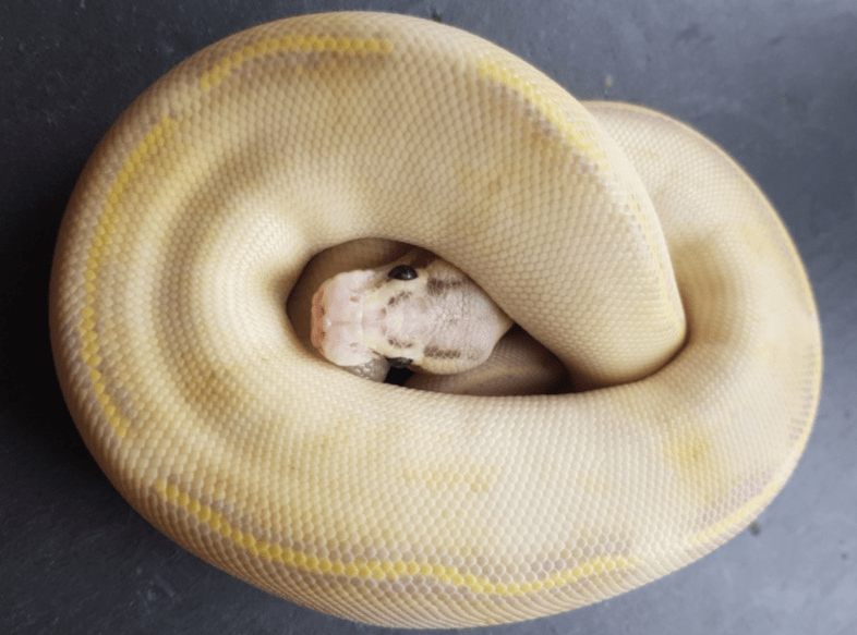 Ivory Ball Python