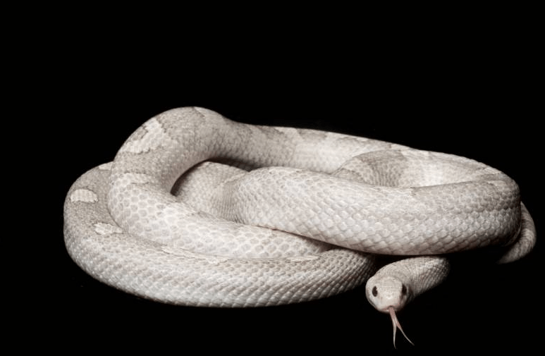 lavender corn snake