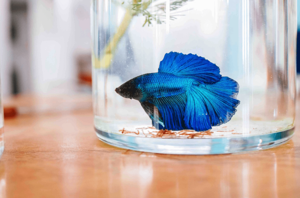 betta fish names