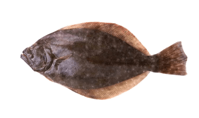 freshwater flounder