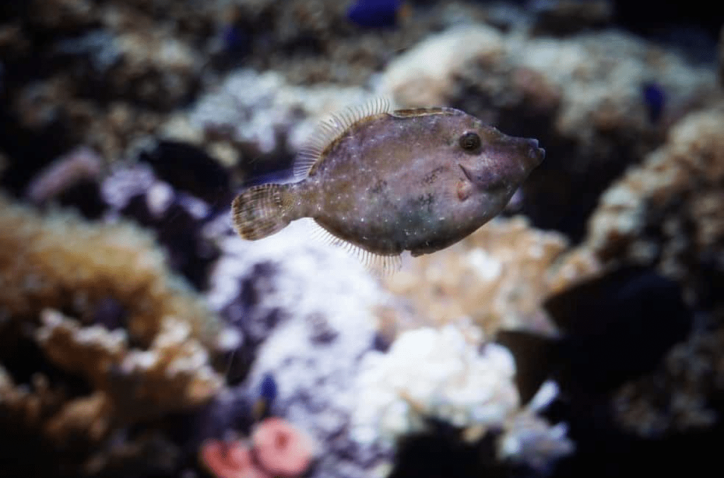 freshwater flounder