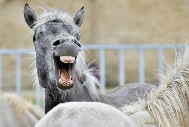 funny names of horses