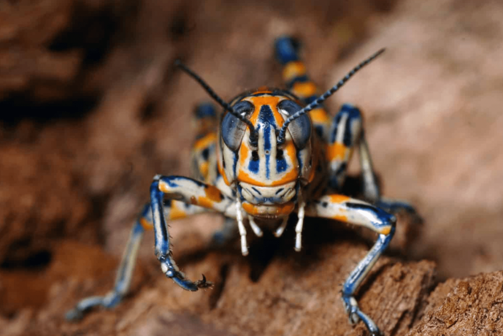 rainbow grasshopper