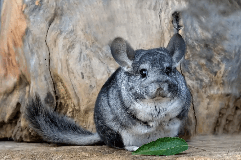 chinchilla colors