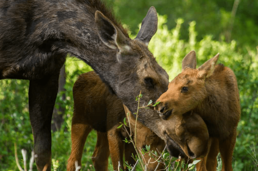 Moose Call