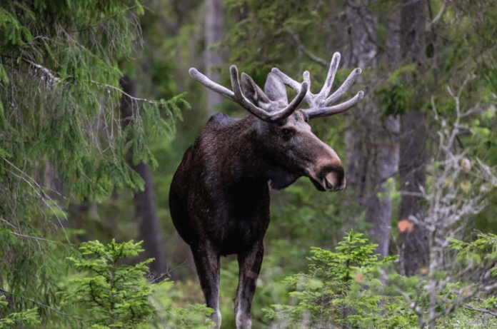 Moose Call